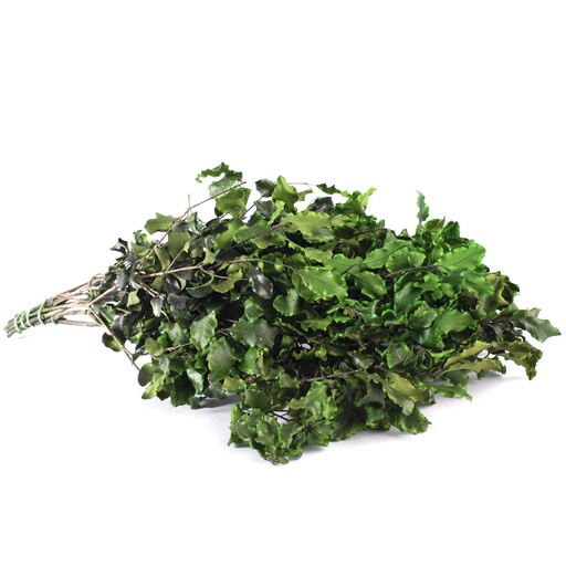 [PIT/0103] PIT/0103 Pittosporum Tenuifolium stabilisé Vert 30-40 cm