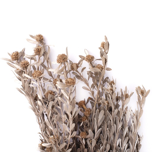 [PUB/0003] PUB/0003 Pubescens Stabilisierte Silber Weiß 30-50 cm