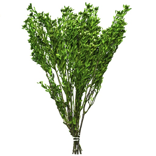 [PUB/0103] PUB/0103 Pubescens Stabilisierte Grün 30-50 cm