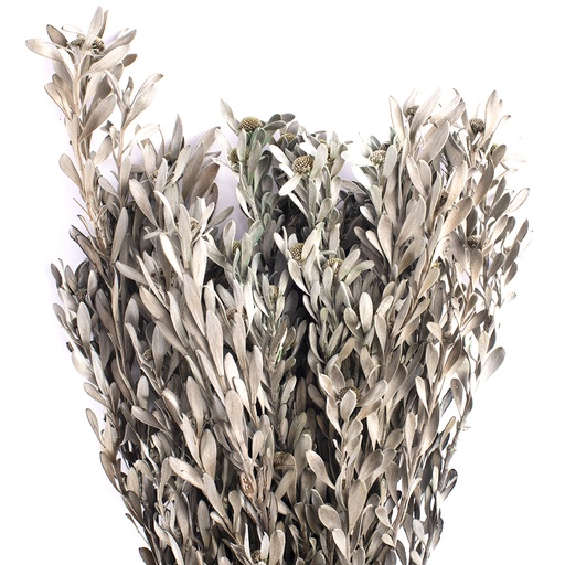 [PUB/0123] PUB/0123 Pubescens Stabilisierte Silber Grün Gray 30-50 cm
