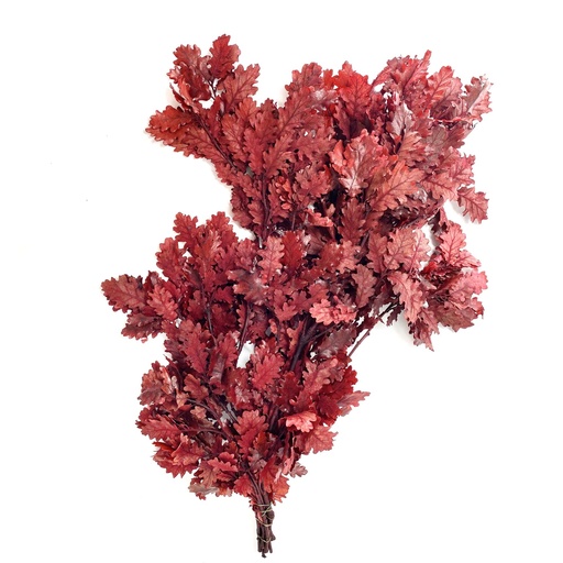 [QRC/0205T] QRC/0205T Quercus Stabilisierte Rot 50-80 cm