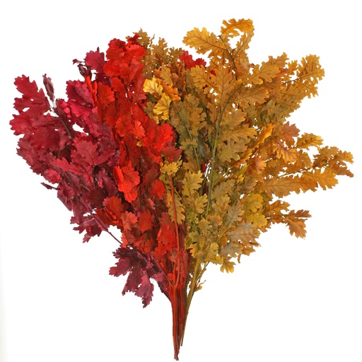 [QRC/0405T] QRC/0405T Quercus Stabilisierte Herbst 50-80 cm