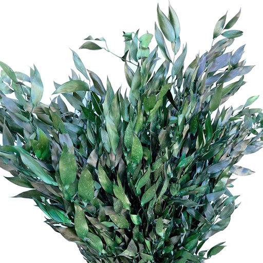 [RUS/0103T] RUS/0103T Ruscus Stabilisierte Grün 40-80 cm