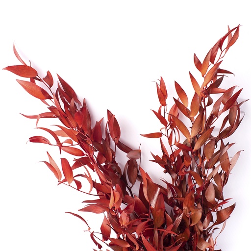 [RUS/0203T] RUS/0203T Ruscus Stabilisierte Rot 40-80 cm