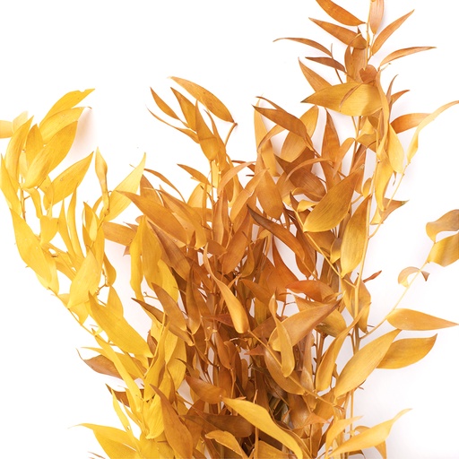 [RUS/0303T] RUS/0303T Ruscus Stabilisierte Gelb 40-80 cm