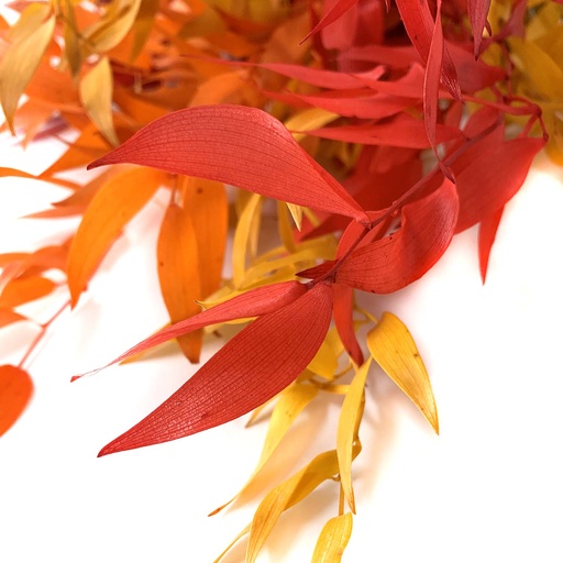 [RUS/0403T] RUS/0403T Ruscus Preserved Autumn 40-80 cm