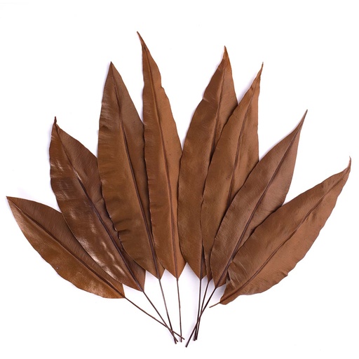 [TRL/9503] TRL/9503 Tropical leaf Preserved Orange 25-35 cm