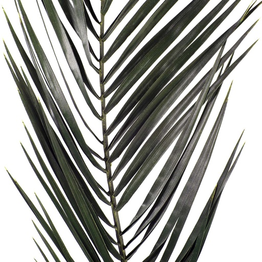 [PHP/0103] PHP/0103 Phoenix Preserved Green 40-60 cm