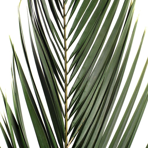 [PHP/0108] PHP/0108 Palm Phoenix Preserved Green 80-100 cm