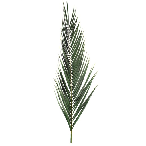 [PHP/0110] PHP/0110 Palma Fenice stabilizzato Verde 100-120 cm