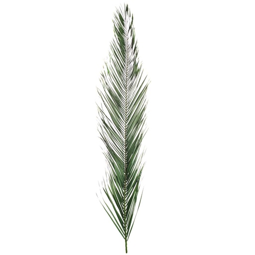 [PHP/0120] PHP/0120 Palm Phoenix Preserved Green 200-250 cm