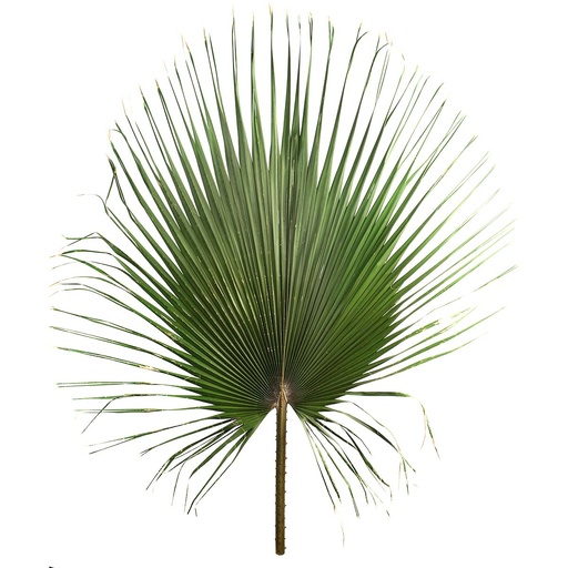 [WAS/0112] WAS/0112 Washingtonia Preserved Green 120-140 cm