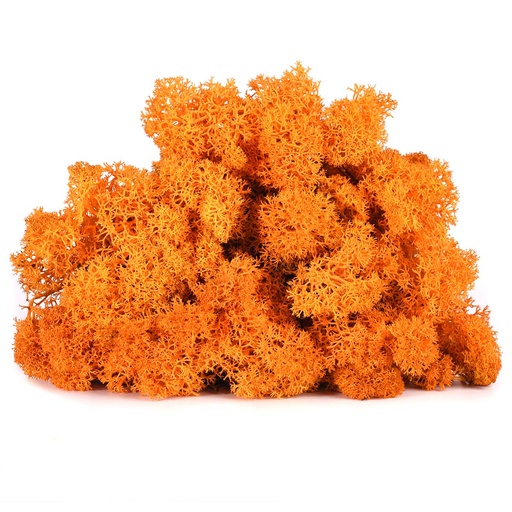 [LIC/0551] LIC/0551Lichene stabilizzato Autunno - scatola con 0,5 kg