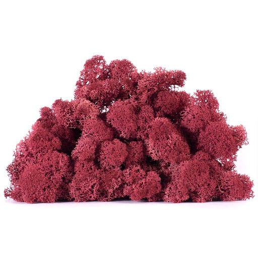 [LIC/0563] LIC/0563 Stabilisierten Islandmoos Burgund - W-Box 0,5 kg