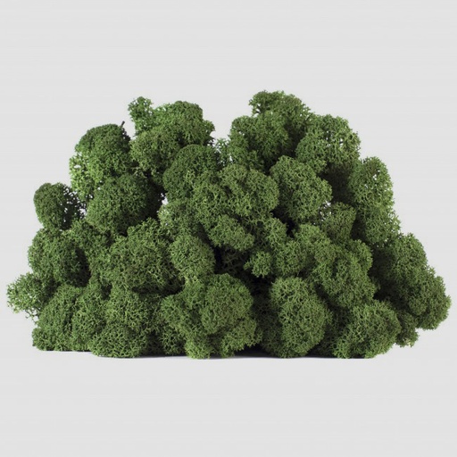 [LIC/4054] LIC/4054 Lichen stabilisée Vert Box 4 kg