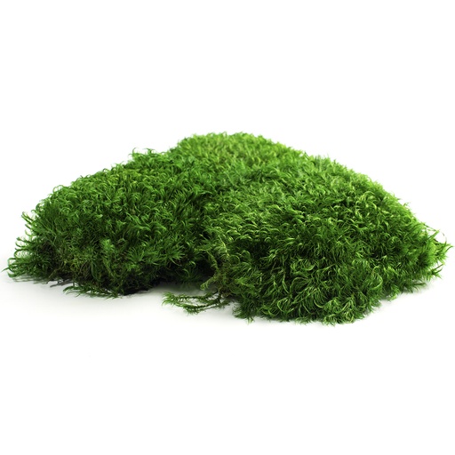 [MBP/1100] MBP/1100 Muschio a sfera stabilizzato - Scatola da 0,25 kg - Verde scuro