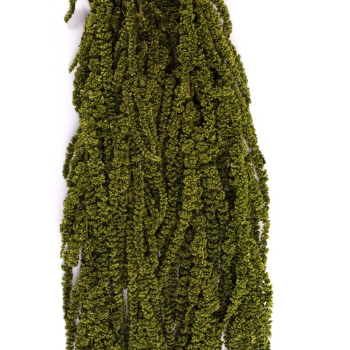 [AMA/4114] AMA/4114 Amarante stabilisée Vert amande 40-70 cm