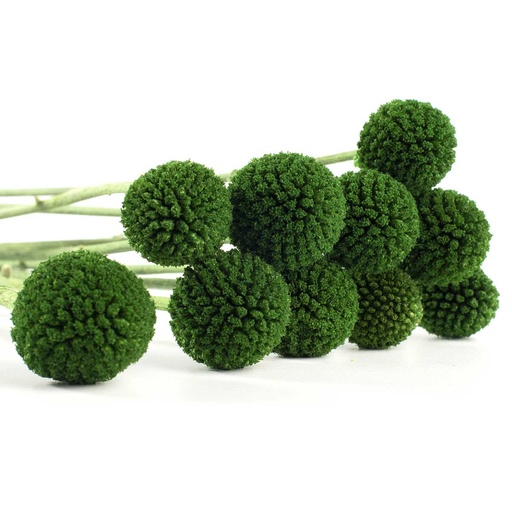 [CRA/0110T] CRA/0110T Craspedia preserved Green Lime 10 stems