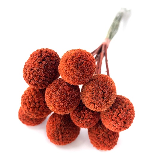 [CRA/0200T] CRA/0200T Craspedia Preserved 10 stems Red