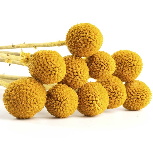 [CRA/0300T] CRA/0300T Craspedia stabilisée Jaune 10 tiges