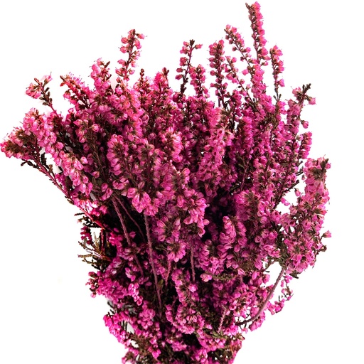 [ERM/4490] ERM/4490 Erica Mediterranea Stabilisierte Fuchsie 30-60 cm