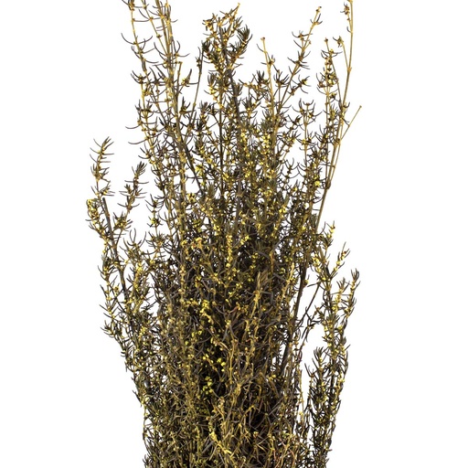 [GRA/9103] GRA/9103 Stabilizzato Grabia Verde Chiaro 30-60 cm