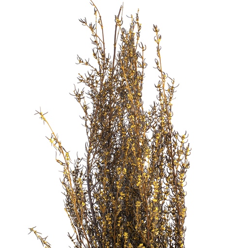 [GRA/9303] GRA/9303 Grabia Stabilisierte Gelb 30-60 cm