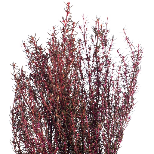 [GRA/9403] GRA/9403 Stabilizzato Grabia Rosa 30-60 cm