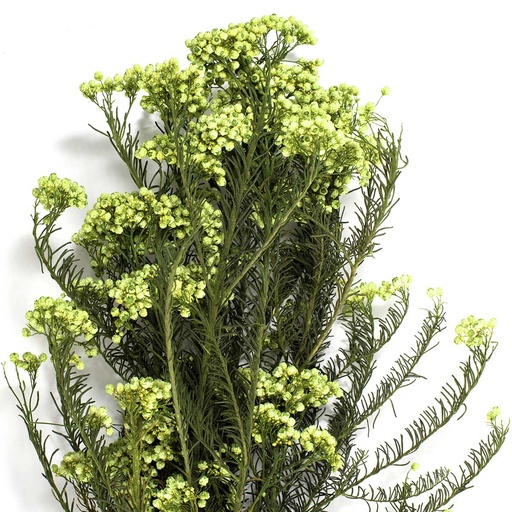[HDI/0110T] HDI/0110T Helychrisium Diosmi - Rice flower Preserved Green Lime 30-60 cm