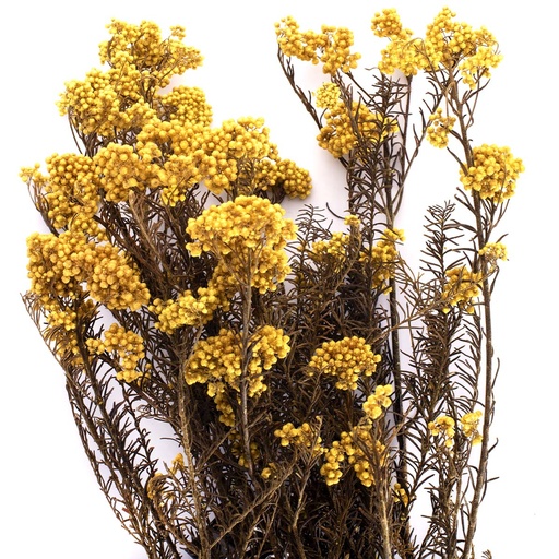 [HDI/0300] HDI/0300 Helychrisium Diosmi - Reis Blume stabilisierte Gelb 30-60 cm