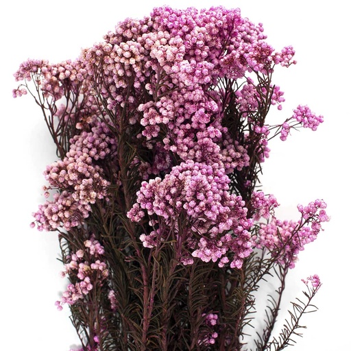 [HDI/0490T] HDI/0490T Helychrisium Diosmi - Reis Blume stabilisierte Fuchsie 30-60 cm