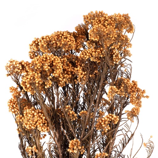 [HDI/0530] HDI/0530 Helychrisium Diosmi - Reis Blume stabilisierte Orange 30-60 cm