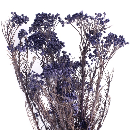 [HDI/0610] HDI/0610 Helychrisium Diosmi - Reis Blume stabilisierte Blau 30-60 cm