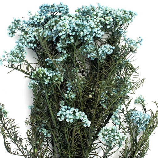 [HDI/0640T] HDI/0640T Helychrisium Diosmi - Reis Blume stabilisierte Hell Blau 30-60 cm