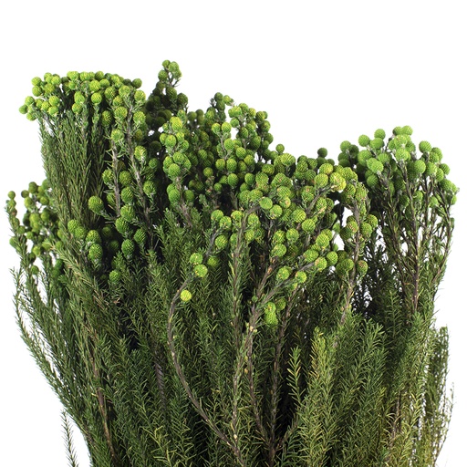 [LAN/9103] LAN/9103 Lanuginosa stabilisierte Grün 30-60 cm