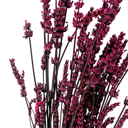 [LVN/0630T] LVN/0630T Lavandan preserved Fuchsia 40-60 cm