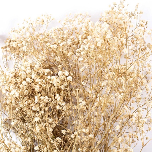 [MGY/4000T] MGY/4000T Gypsophila stabilisierte Natural Weiß 30-50 cm