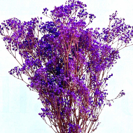 [MGY/4020T] MGY/4020T Gypsophila stabilisierte Milka 30-50 cm