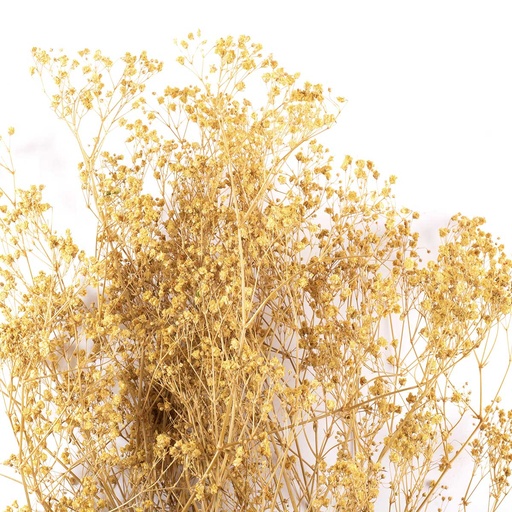 [MGY/4110T] MGY/4110T Gypsophila stabilisierte Grün Kalk 30-50 cm