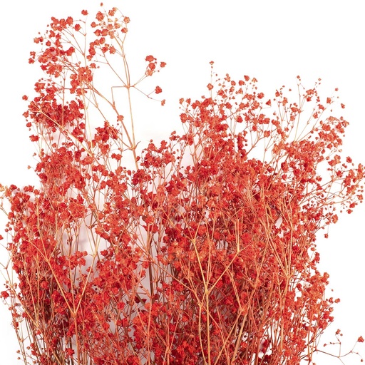 [MGY/4200T] MGY/4200T Gypsophila preserved Red 30-50 cm