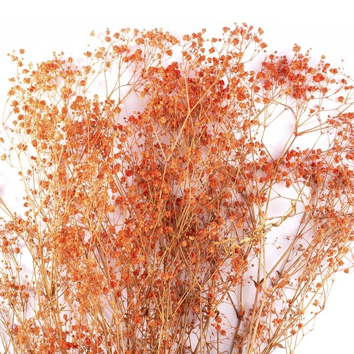 [MGY/4500T] MGY/4500T Gypsophila stabilisierte Orange 30-50 cm