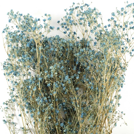 [MGY/4640T] MGY/4640T Gypsophila stabilisierte Blau 30-50 cm