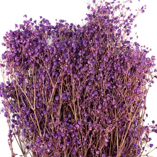[MGY/4820T] MGY/4820T Gypsophila stabilisierte Lila 30-50 cm