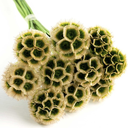[SCA/0000T] SCA/0000T Scabiosa stabilisierte Weiß 10 stammzelle