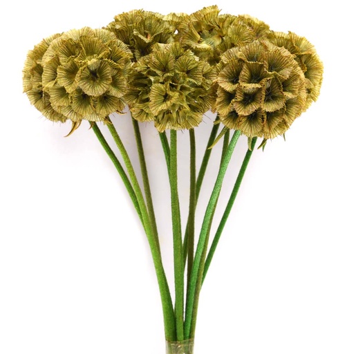 [SCA/0100T] SCA/0100T Scabiosa stabilisierte Grün 10 stammzelle