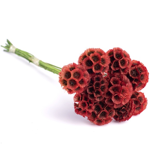 [SCA/0200T] SCA/0200T  Scabiosa stabilisierte Rot 10 stammzelle 