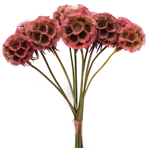 [SCA/0420T] SCA/0420T Scabiosa  stabilisierte Rosa 10 stammzelle