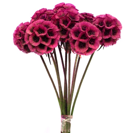 [SCA/0490T] SCA/0490T Scabiosa stabilisierte Fuchsie 10 stammzelle