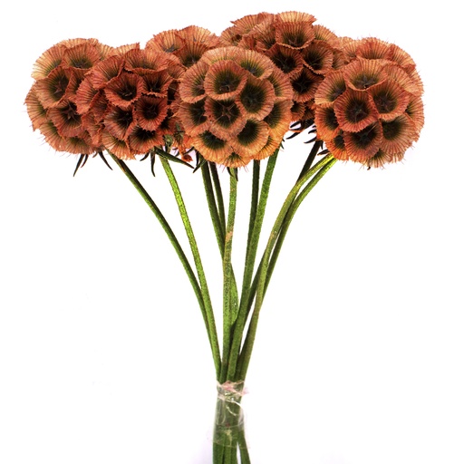 [SCA/0500T] SCA/0500T Scabiosa stabilisierte Orange 10 stammzelle