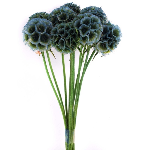 [SCA/0600T] SCA/0600T Scabiosa stabilisierte Blau 10 stammzelle